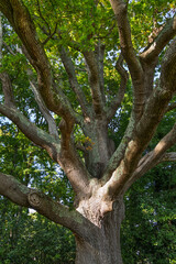 View of an old oak tree, Sussex, UK