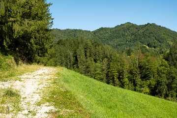 Travel Road in European Mountains with Scenic Forest View