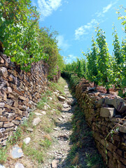 Steiler Pfad durch Weinberge bei Oberfell auf dem Premium-Wanderweg Moselsteig Seitensprung Bleidenberger Ausblicke im Landkreis Mayen-Koblenz in Rheinland-Pfalz. © Philipp