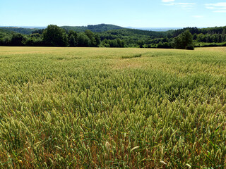 Obraz premium Sommerliche Feld- und Kulturlandschaft am Traumpfad Bleidenberger Ausblicke auf der Höhe zwischen Mosel und Hunsrück bei Oberfell in Rheinland-Pfalz.