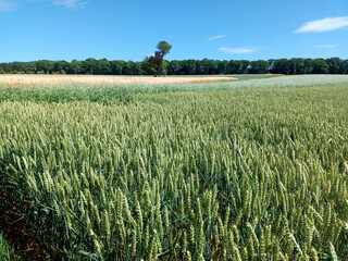 Sommerlandschaft zwischen Mosel und Hunsrück bei Oberfell auf dem Premium-Wanderweg Moselsteig Seitensprung Bleidenberger Ausblicke im Landkreis Mayen-Koblenz in Rheinland-Pfalz.
