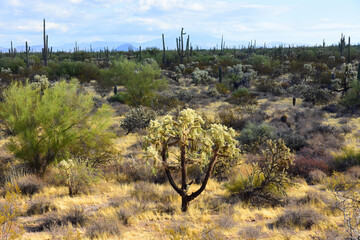 Landscape Sonoran Desert Arizona
