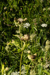 Fresh Green Alpine Herbal Flora in Nature Landscape.