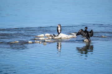 A black cormorant perches on a rock, drying its wings by a river in Mongolia