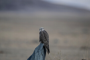 A saker falcon perched on a pole, watching for game in early autumn in Altai