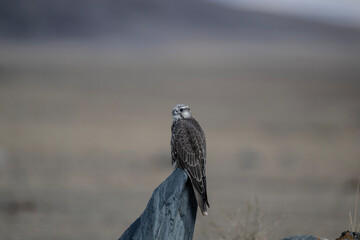 A saker falcon perched on a pole, watching for game in early autumn in Altai