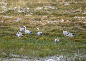 Common cranes on a yellow field during transit in early autumn in Altai