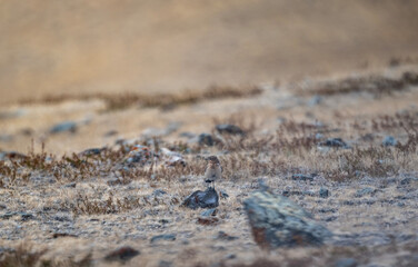 Island wheatear hunting in early autumn in Altai