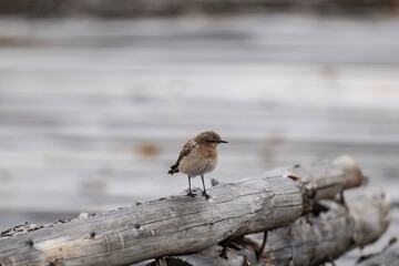 Island wheatear hunting in early autumn in Altai