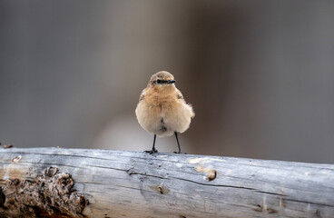 Island wheatear hunting in early autumn in Altai