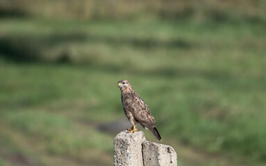 A black kite hunting in early autumn in Altai