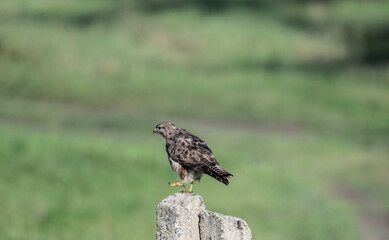 A beautiful black kite hunting in early autumn in Altai.