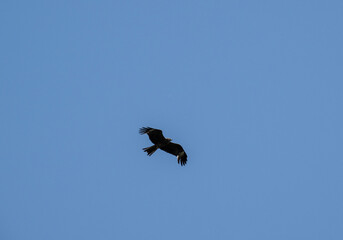 A beautiful black kite hunting in early autumn in Altai.