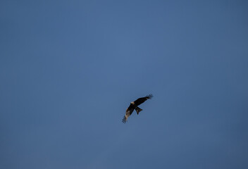 A beautiful black kite hunting in early autumn in Altai.
