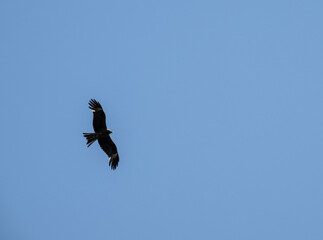 A beautiful black kite hunting in early autumn in Altai.