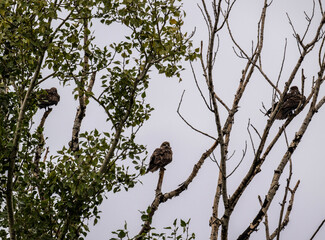 A beautiful black kite hunting in early autumn in Altai.