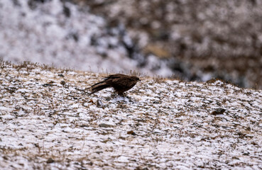 A beautiful black kite hunting in early autumn in Altai.