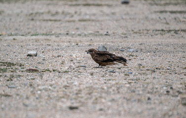 A beautiful black kite hunting in early autumn in Altai.