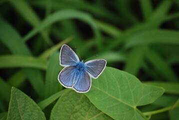 Polyommatus bellargus butterfly on green grass, macro close-up. Vibrant colors, delicate wings, and natural summer habitat. Perfect for wildlife, nature, and macro photography.
