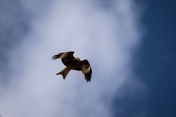 A beautiful black kite hunting in early autumn in Altai.