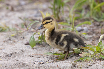 Cute sweet precocial mallard duckling Anas platyrhynchos standing on the sandy bank of a small pond