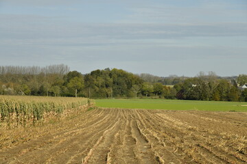 Champ de maïs après moisson en automne sous un ciel bleu à Ghislenghien (Ath)