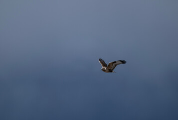 A red-tailed hawk hunting in early autumn in Altai.