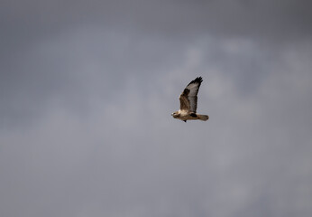 Obraz premium A red-tailed hawk hunting in early autumn in Altai.