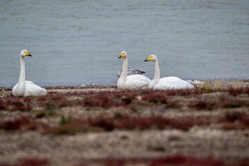 White mute swans near a lake in early autumn in Altai