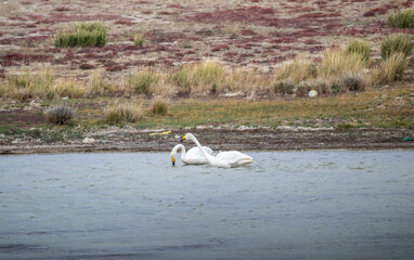 White mute swans near a lake in early autumn in Altai