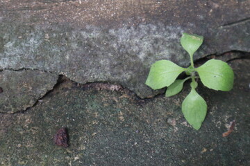 green sprout growing on the ground