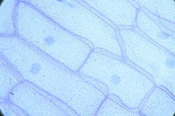 Zdjęcie mikroskopowe. Komórki roślinne. Komórki epidermalne cebuli. Powiększenie 400x. © Rafa