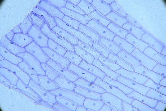 Zdjęcie mikroskopowe. Kom&oacute;rki roślinne. Kom&oacute;rki epidermalne cebuli. Powiększenie 100x.