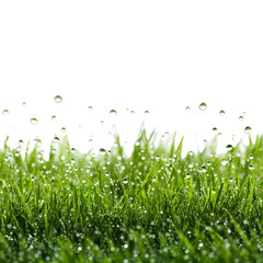 Rain Drop on Grass Texture Background for Design Projects