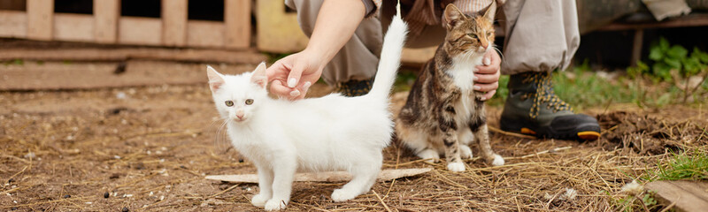 Fototapeta premium Website header shot of Caucasian young adult woman crouching outdoors petting kitten while holding tabby kitten, both cats standing on dirt ground near wooden structure, visible hand and boots