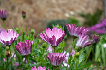 Fototapeta premium Dimorphotheca ecklonis or osteospermum is a perennial perennial plant of African origin, also known as African daisy or Cape marigold