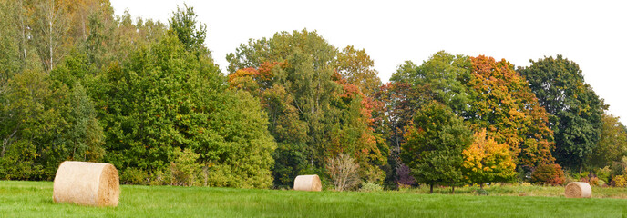 rural grass field landscape with tree and hay rolls isolated on white or transparent png © David Kreuzberg