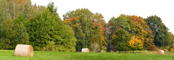 rural grass field landscape with tree and hay rolls isolated on white or transparent png