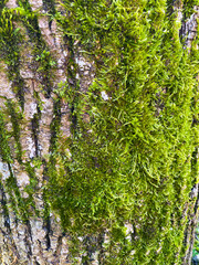 Macro Texture of Tree Bark with Green Moss