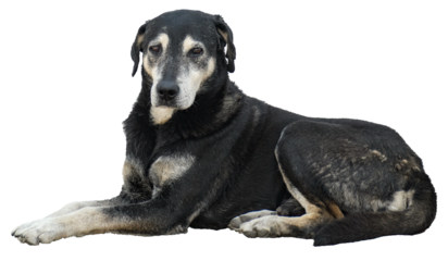 Lying black and white old dog on transparent background