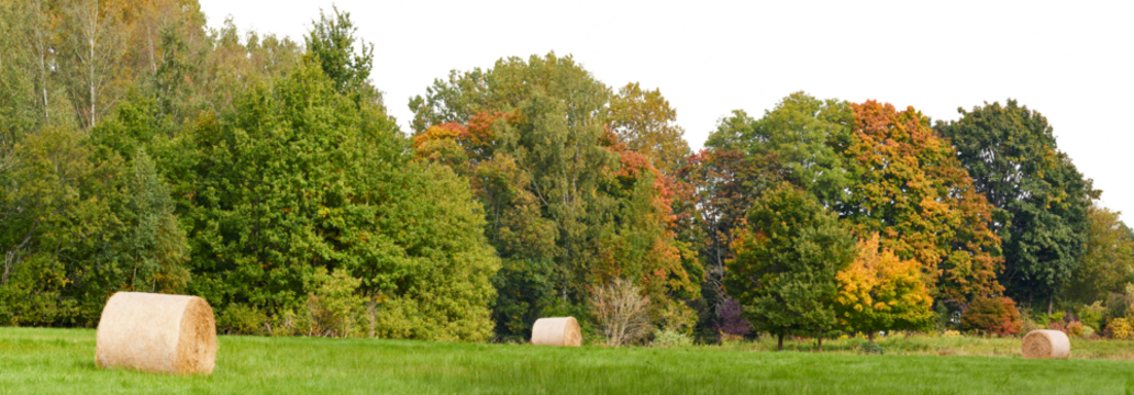 rural grass field landscape with tree and hay rolls isolated on white or transparent png - Powered by Adobe