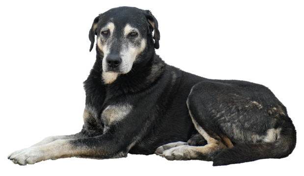 Lying black and white old dog on transparent background