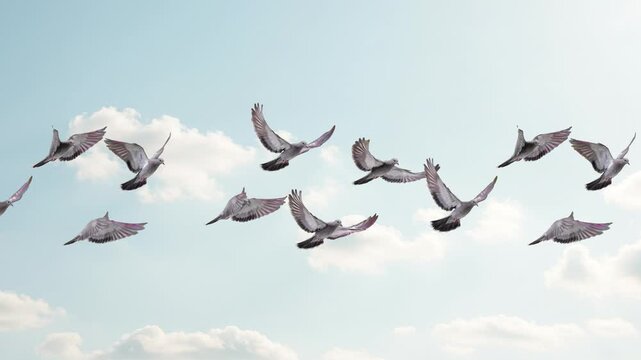 A flock of gray pigeons soars in loose formation against a bright sky with fluffy clouds in realistic footage. Ideal as a looping background for urban, nature, or freedom-themed projects.