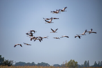 Kraniche im Schwarmflug über Feld, Grus grus, 
Eine größere Gruppe Kraniche zieht im Herbst in Formation über Felder und Wälder, typisches Bild des Vogelzugs.