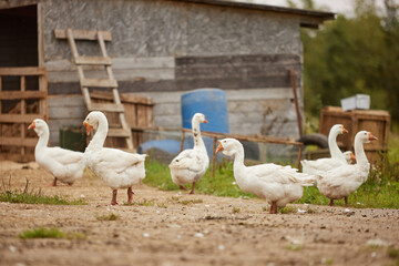 Group of six domestic geese standing and walking on dirt ground near rustic wooden farm building, some geese looking in different directions, rural outdoor setting visible