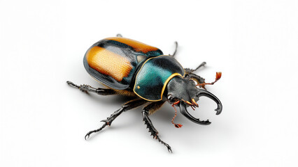 Naklejka premium Full-body stag beetle with elongated mandibles and glossy dark exoskeleton, detailed legs and antennae, natural stance, isolated on white background