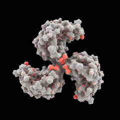 Molecular Structure of SARS-CoV-2 Spike Protein Trimer for Vaccine and Antiviral Drug Design

