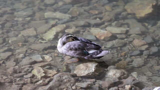 강위에 오리 duck on the water