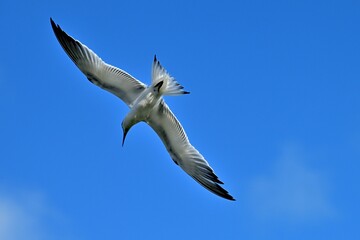 A Sandwich Tern soars effortlessly over the blue water
