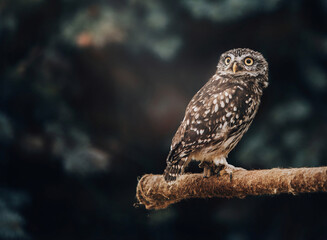 Little owl sitting on a branch in the forest